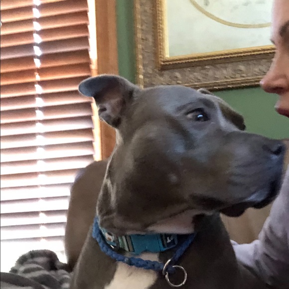 Isabella is being adopted ♥️ - Picture 6 of 8